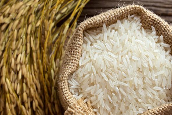 روش های سنتی برداشت برنج