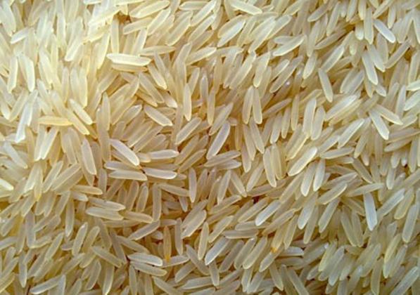فروشنده انواع برنج فجر دودی در گرگان